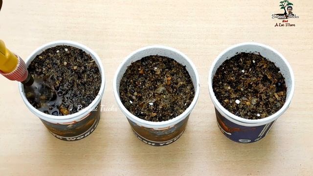 How to make Acacia bonsai forest | DIY Gardening смотреть онлайн