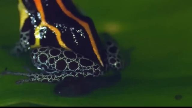 Амазонка. Особенности жизни в дикой природе .Amazon. Features Of Life In The Wild.