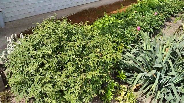 0085 Декор фазенды. Сад огород. Как разрисовать бочку. смотреть онлайн