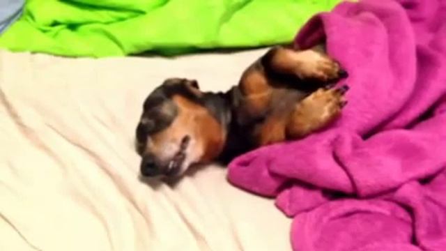 Страшный сон пса.