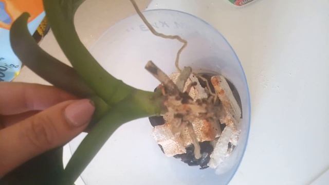 реанимашка после лета стала себя лучше чувствовать. смотреть онлайн