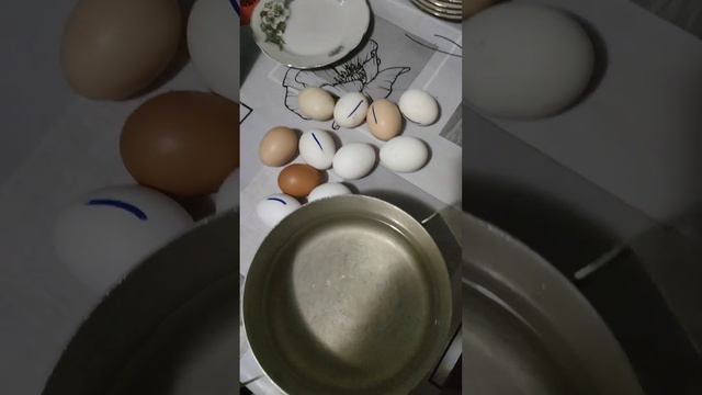 Овоскопирование яйца на 6-й день .Что делать с неоплодотворенным яйцом после инкубатора. смотреть онлайн