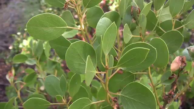 Arctostaphylos patula, Ericaceae (greenleaf manzanita) смотреть онлайн
