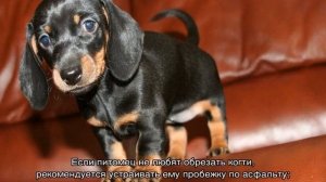 Карликовая такса: описание мини-породы