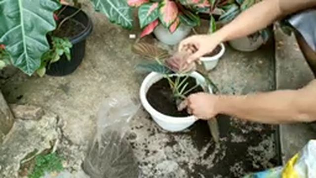 BLACK VELVET ALOCASIA CARE AND PROPAGATION смотреть онлайн