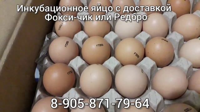 Куры Фокси-чик или Редбро,инкубационное яйцо с доставкой. смотреть онлайн