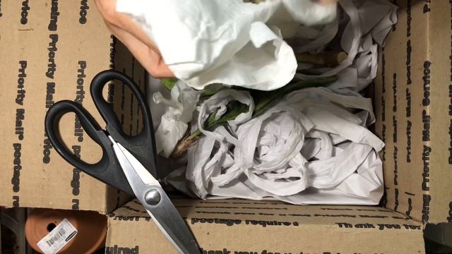 Unboxing Sansevieria Masoniana Whale Fin смотреть онлайн