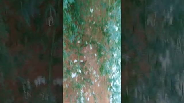 Вы ещё не видели, как цветёт аспарагус? Необыкновенный цветок! смотреть онлайн