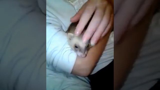 Хорек. Мой ласковый зверь смотреть онлайн