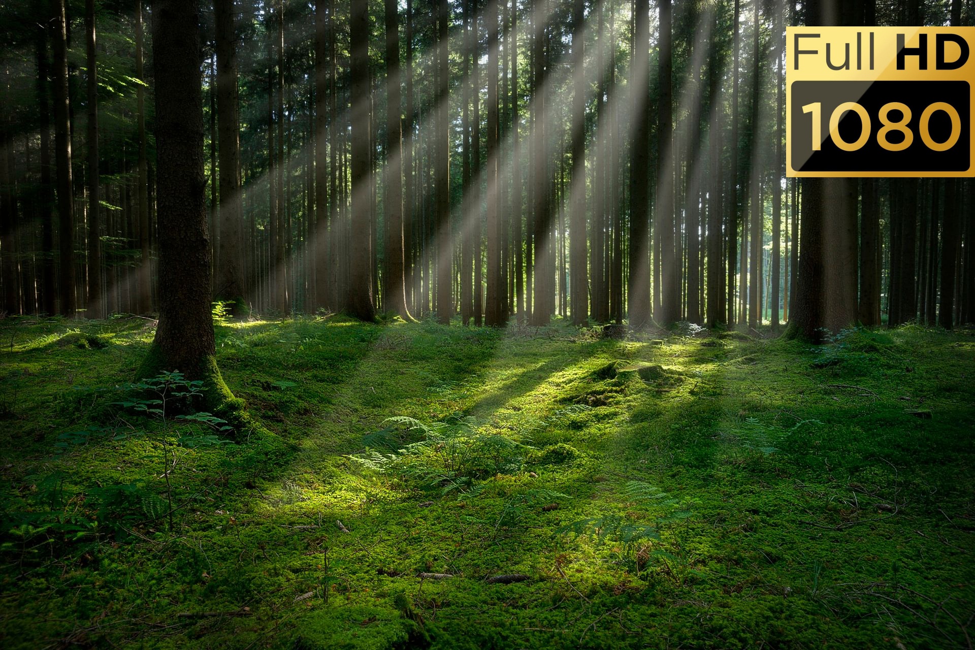 Звуки природы, пение птиц, Звуки Леса, для релаксации, сна, Медитации, Relax смотреть онлайн