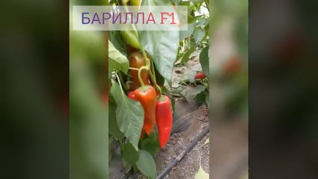 Перец сладкий БАРИЛЛА F1 (Barilla F1) - узкоконусовидный гибрид. смотреть онлайн