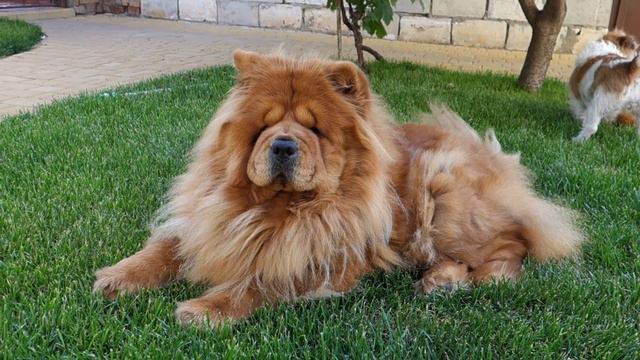 Мои милые собаки - Асенька и Рушенька. Чау- Чау и Джек рассел терьер. Asenka and Rushenka. смотреть онлайн