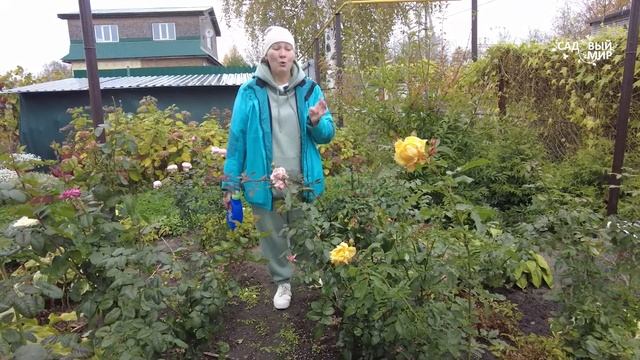 Первая зимовка гортензии и рододендрона. Как подготовить молодые декоративные кустарники к зиме. смотреть онлайн