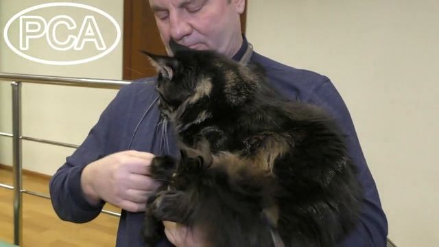 Кот мейн-кун черный мрамор. Выставка кошек PCA on-line смотреть онлайн