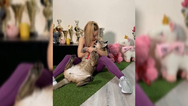 Ceaser puma driving car funny videos with home wild cat смотреть онлайн