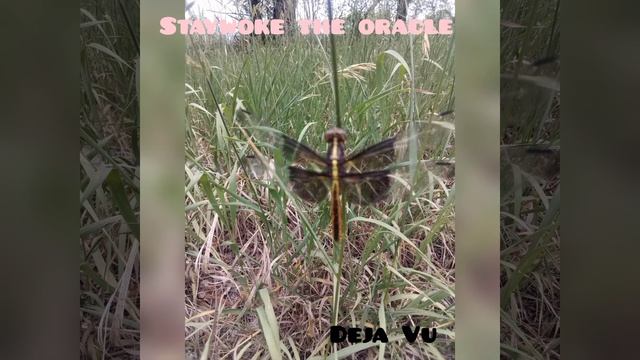 Deja Vu - staywoke the oracle// PIPE DREAMS THE MIXTAPE смотреть онлайн