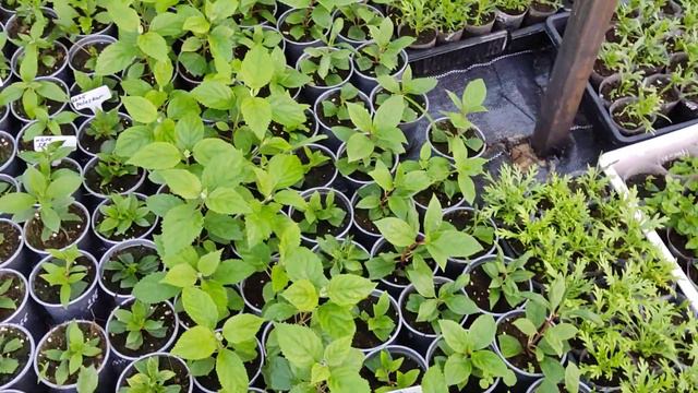 обзор черенка!!! 🪴🌱🤗 смотреть онлайн