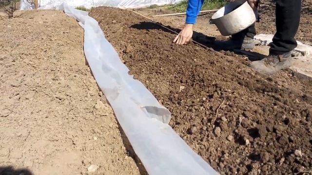 Безрассадный способ по технологии "термос" для арбузов и дынь смотреть онлайн
