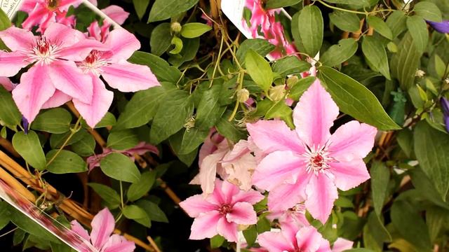 Clematis At Glendoick | With Ken Cox