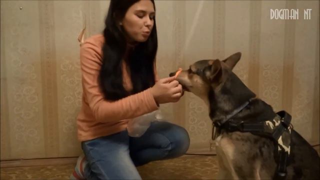 Трюковая дрессировка - Команда "Стыдно" смотреть онлайн