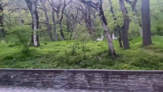 кофе-фраппе/Железноводск – прогулка у подножья Железной ? смотреть онлайн