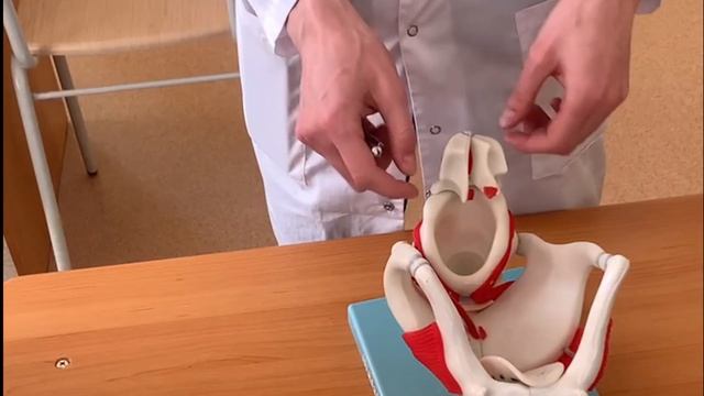 Гортань. Суставы. Группы мышц смотреть онлайн