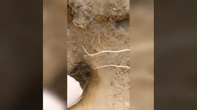 томаты без полива. корни