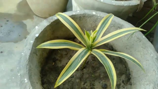 Care of Song of India plant |Dracaena reflexa plant care смотреть онлайн