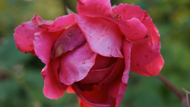 Wideo+zdjęcia z Sony SLT-A58K смотреть онлайн