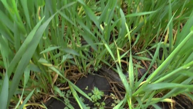 15 мая подкормка озимой пшеницы трубками КАС 32 смотреть онлайн