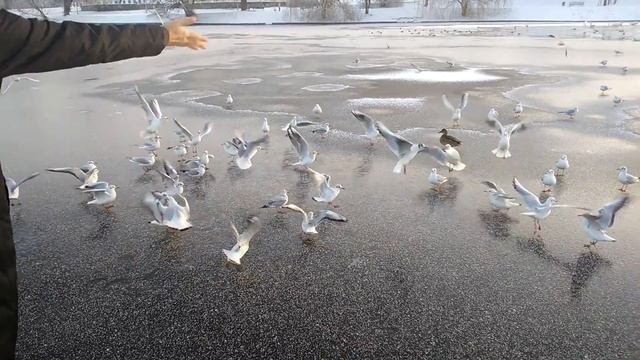 Как кричат чайки смотреть онлайн
