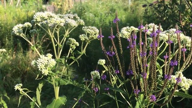 Verbena hastata and Eupatorium perfoliatum смотреть онлайн