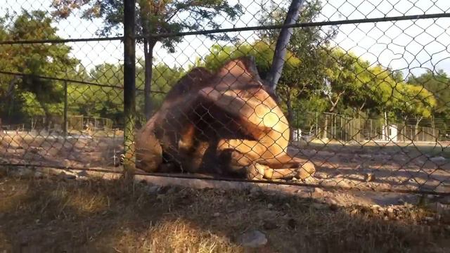 Big Camel in Ankara Animal Farm) смотреть онлайн