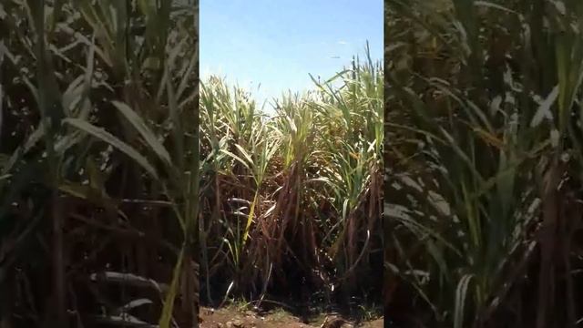 так вот ты какой, сахарный тростник! смотреть онлайн