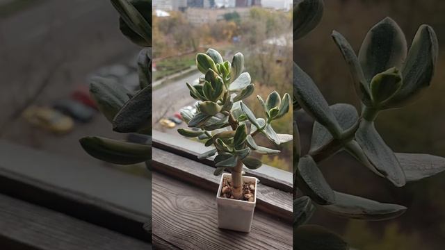 Древовидные крассулы: Триколор смотреть онлайн