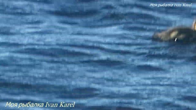 Семья уток на речке, 1080p, Family of ducks on the river, 1080p смотреть онлайн