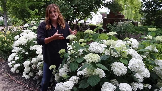 4 Year Update on Our 'Incrediball' Hydrangea Hedge! ? смотреть онлайн