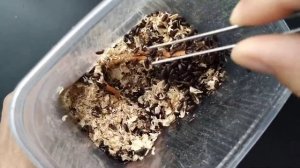 Жук-знахарь, разведение и содержание