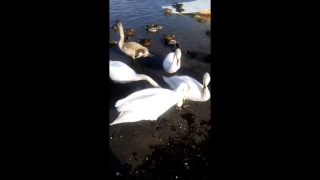 Гуси лебеди. Как кормить лебедей с рук! смотреть онлайн