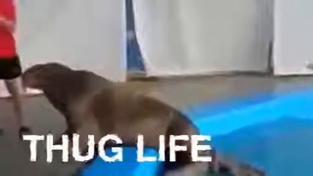 ТО ЧУВСТВО КОГДА ТЮЛЕНЬ УВЕРЕННЕЕ В СЕБЕ БОЛЬШЕ ЧЕМ ТЫ
