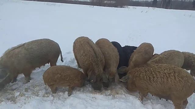 Свиньи пуховая венгерская мангалица зимой смотреть онлайн