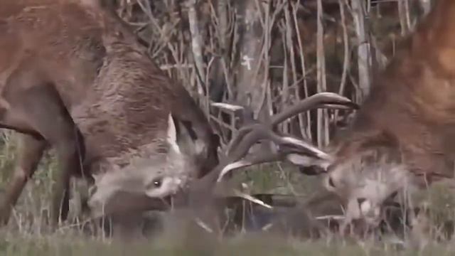 СУМАСШЕДШИЕ БИТВЫ ЖИВОТНЫХ СНЯТЫХ НА КАМЕРУ ягуар против крокодила , гризли против гризли смотреть онлайн