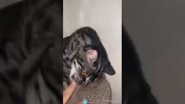 ГИБРИДИК АДАМ, ХОЗЯИН В ДОМЕ смотреть онлайн