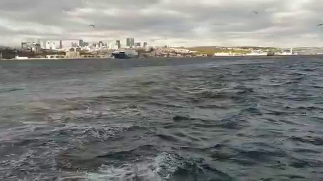 Дельфины в проливе Босфор смотреть онлайн