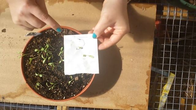 Scabiosa From Seed, Part 2 смотреть онлайн