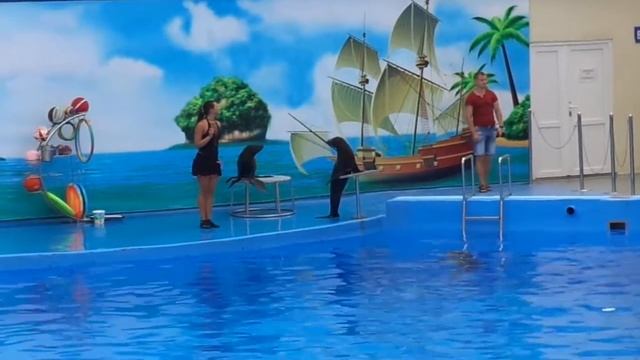 Азовский дельфинарий НЕМО часть 1. Выступление морских котиков. смотреть онлайн