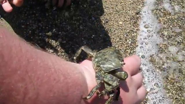 КРАБЫ НА РУКЕ. ЭГЕЙСКОЕ МОРЕ смотреть онлайн