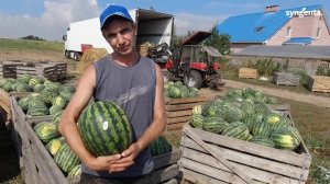 Арбуз Романза F1. Производственный опыт выращивания