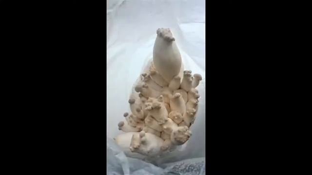 Konge østerssopp Pleurotus Eryngii смотреть онлайн