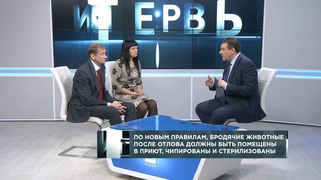 Разбираемся, почему в Красноярске обострилась проблема бродячих собак и что с этим делать